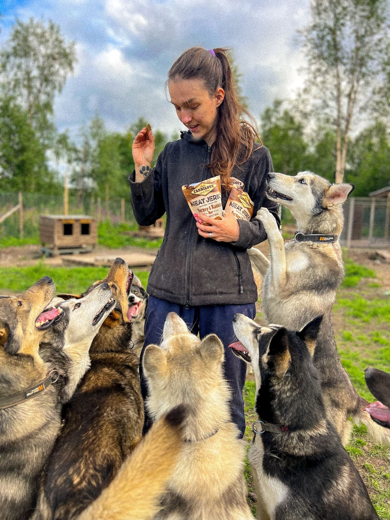 Team Dudy sled dogs running