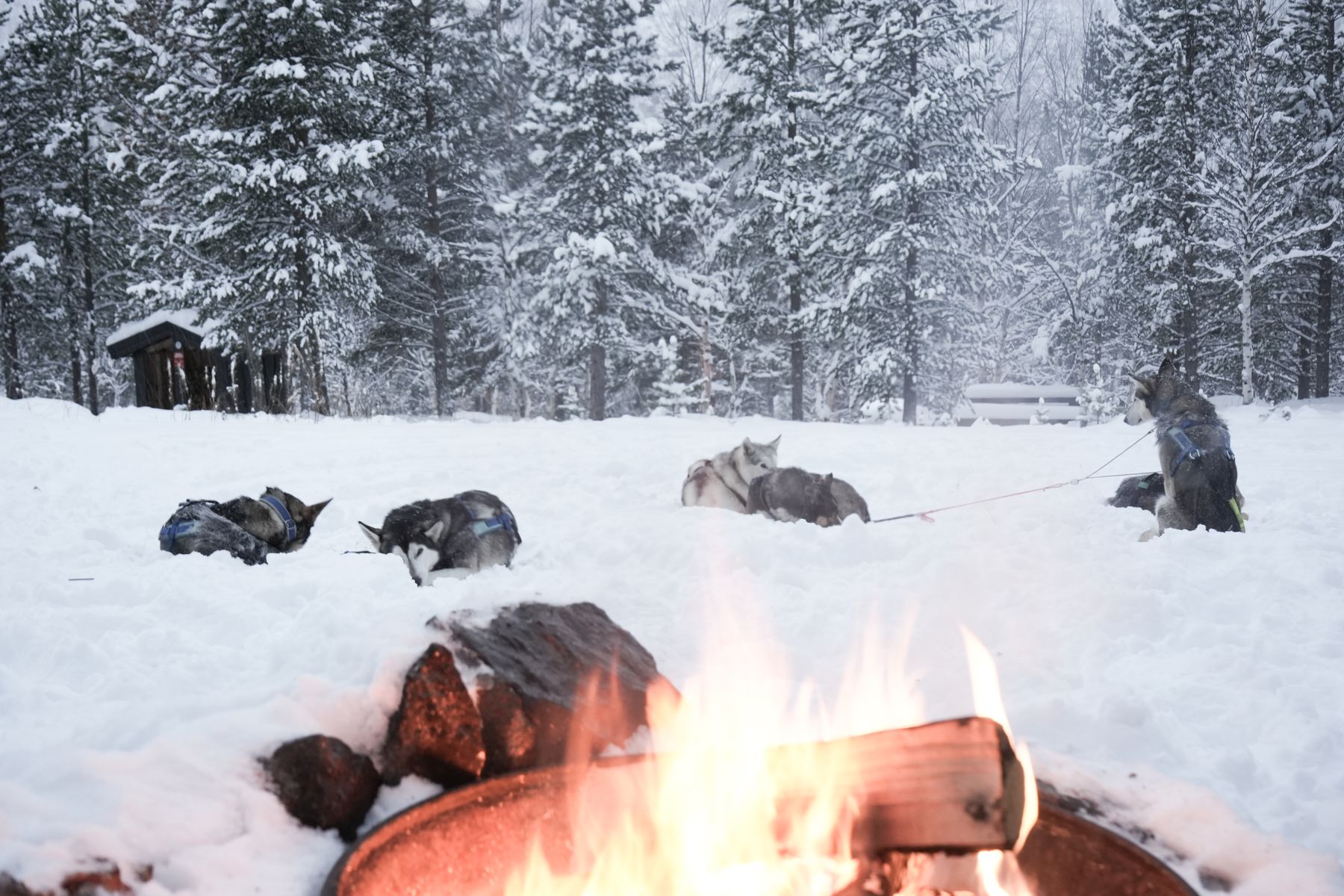 Guided trip around Dividalen